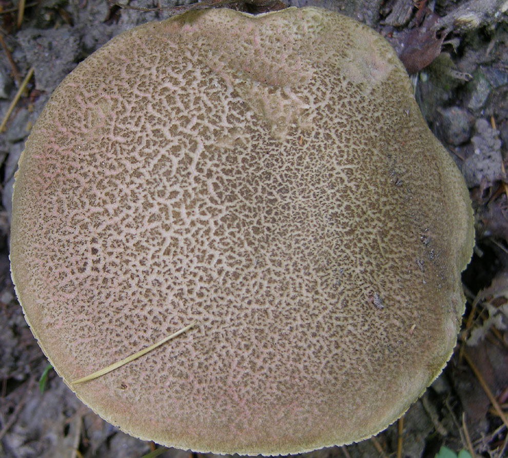 D''accordo per Boletus chrysenteron Bull